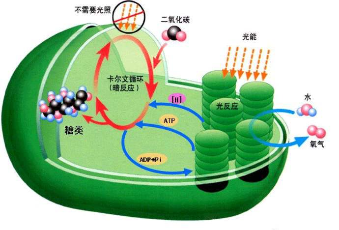 光合作用测定仪