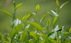 如何检测茶叶中的农药残留？